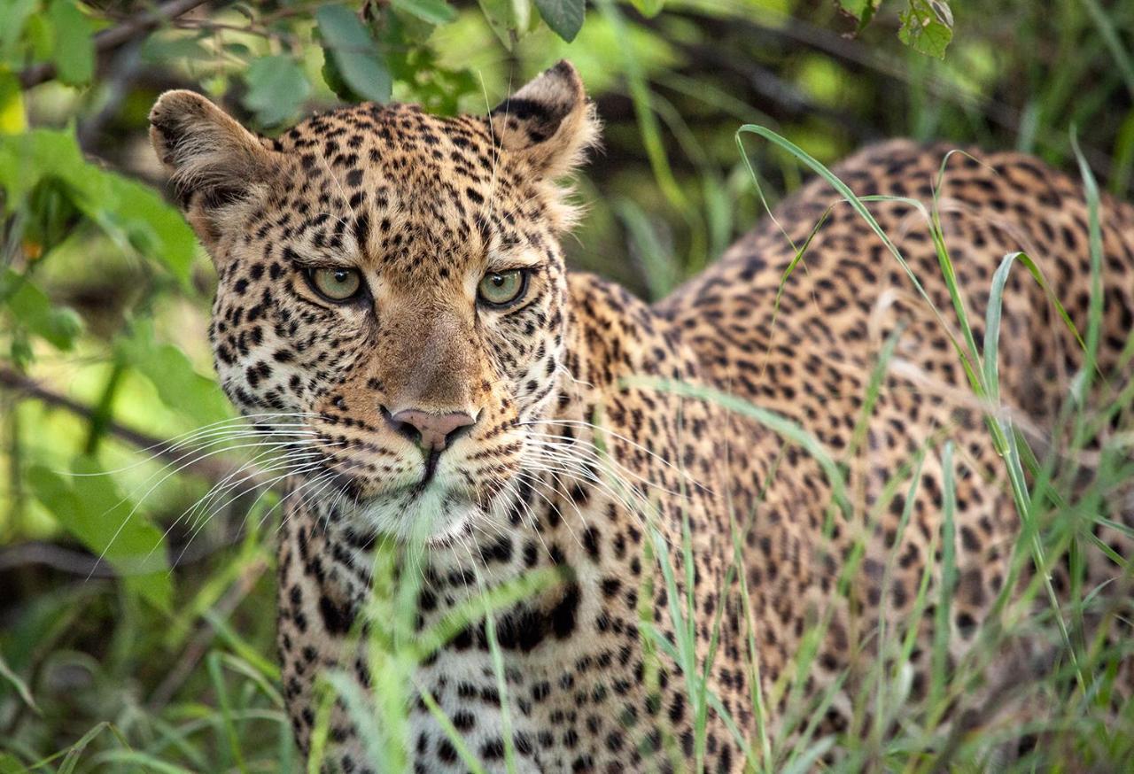Karongwe Portfolio - Becks Safari Lodge Karongwe Game Reserve Ngoại thất bức ảnh