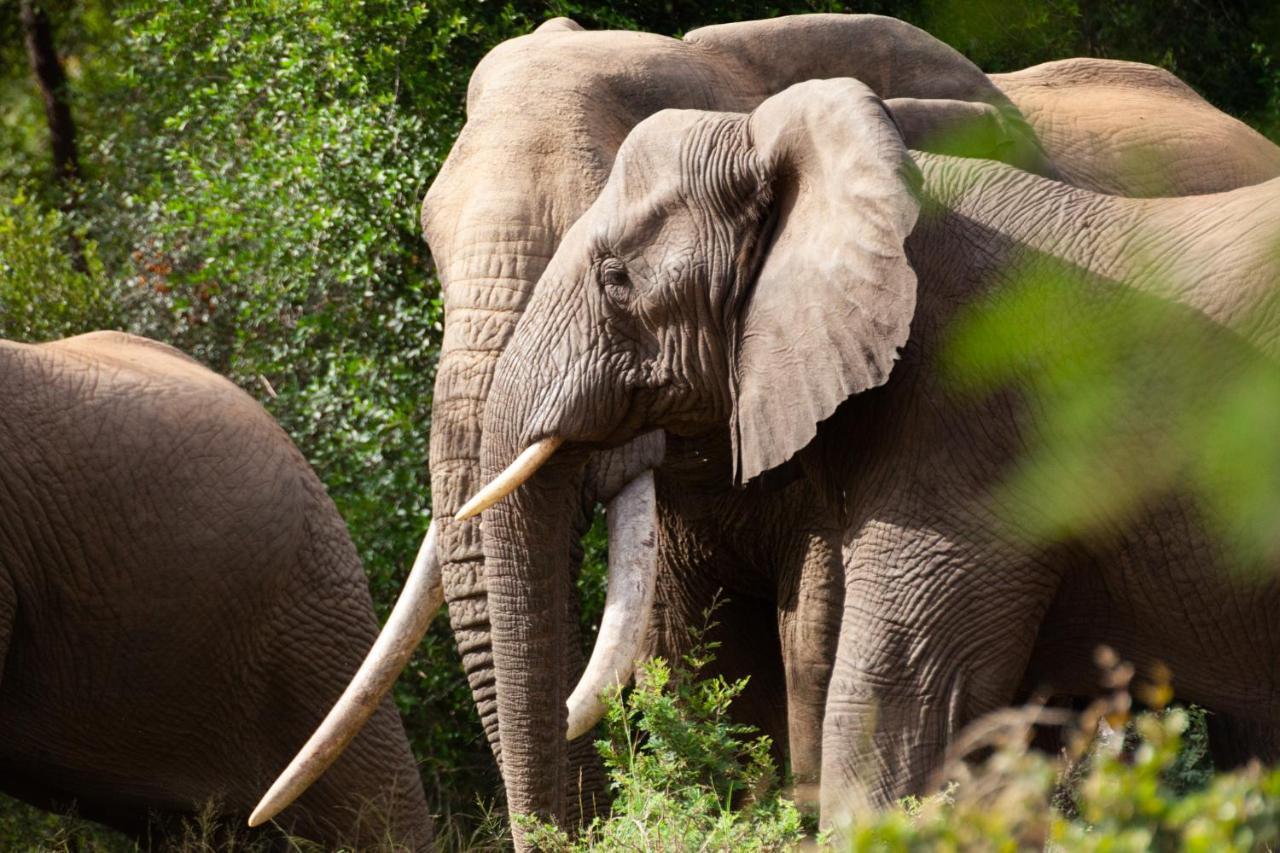 Karongwe Portfolio - Becks Safari Lodge Karongwe Game Reserve Ngoại thất bức ảnh