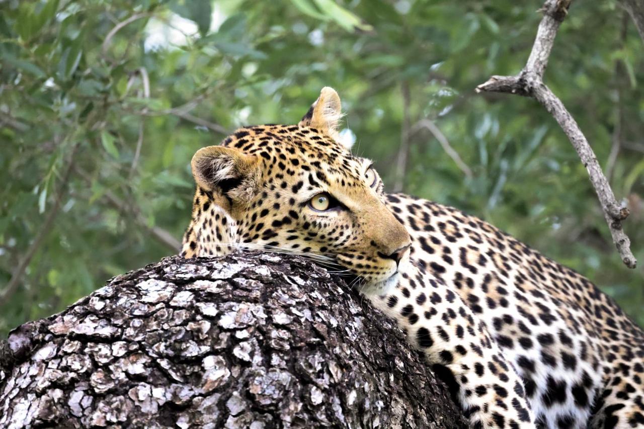 Karongwe Portfolio - Becks Safari Lodge Karongwe Game Reserve Ngoại thất bức ảnh