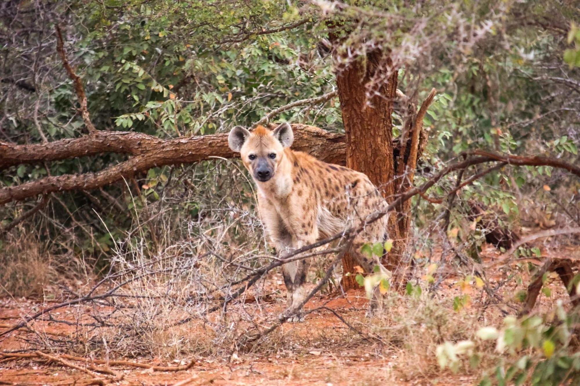Karongwe Portfolio - Becks Safari Lodge Karongwe Game Reserve Ngoại thất bức ảnh