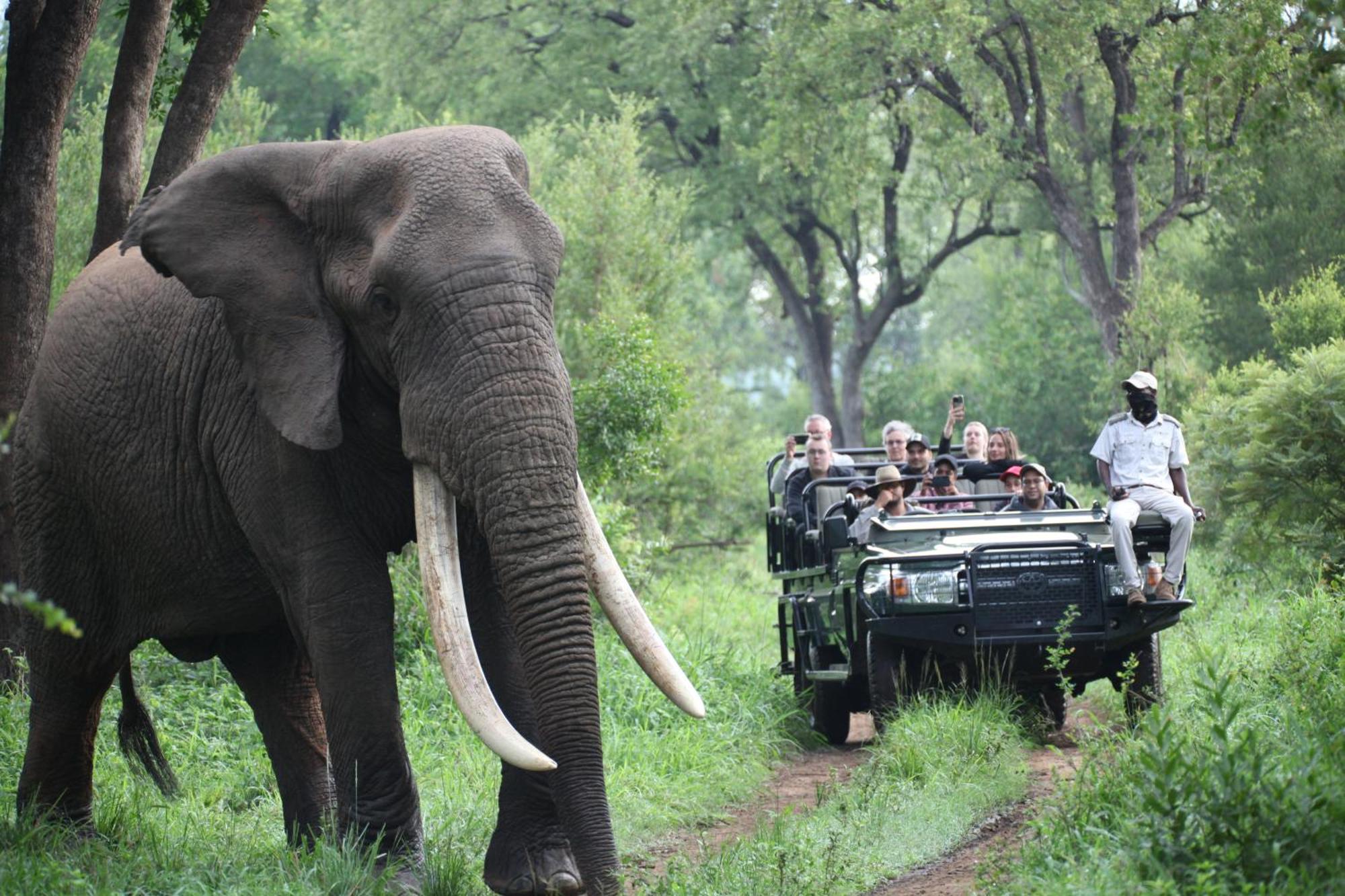 Karongwe Portfolio - Becks Safari Lodge Karongwe Game Reserve Ngoại thất bức ảnh