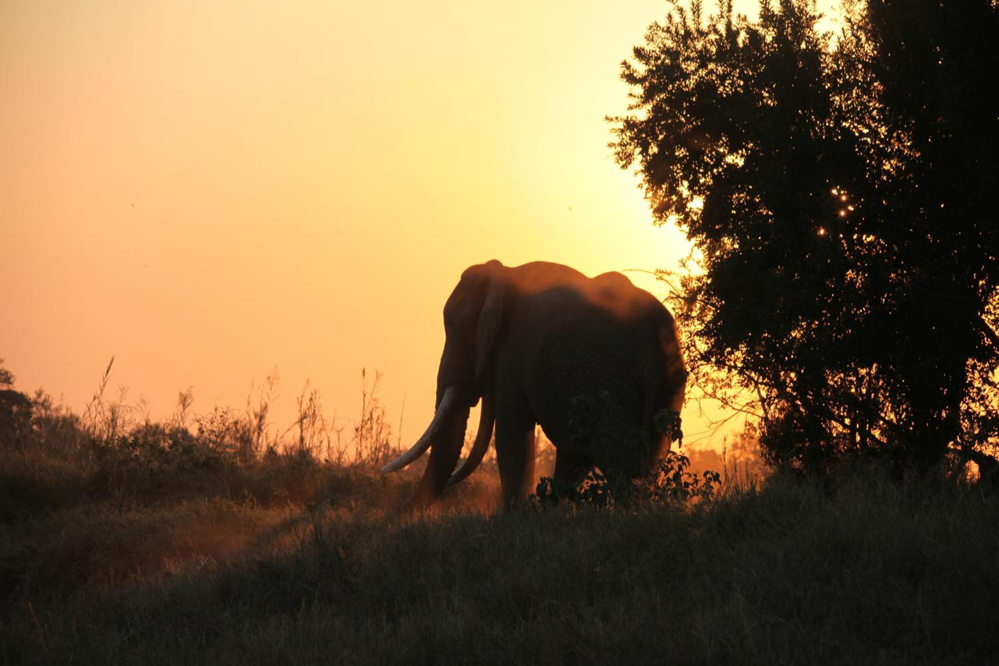 Karongwe Portfolio - Becks Safari Lodge Karongwe Game Reserve Ngoại thất bức ảnh