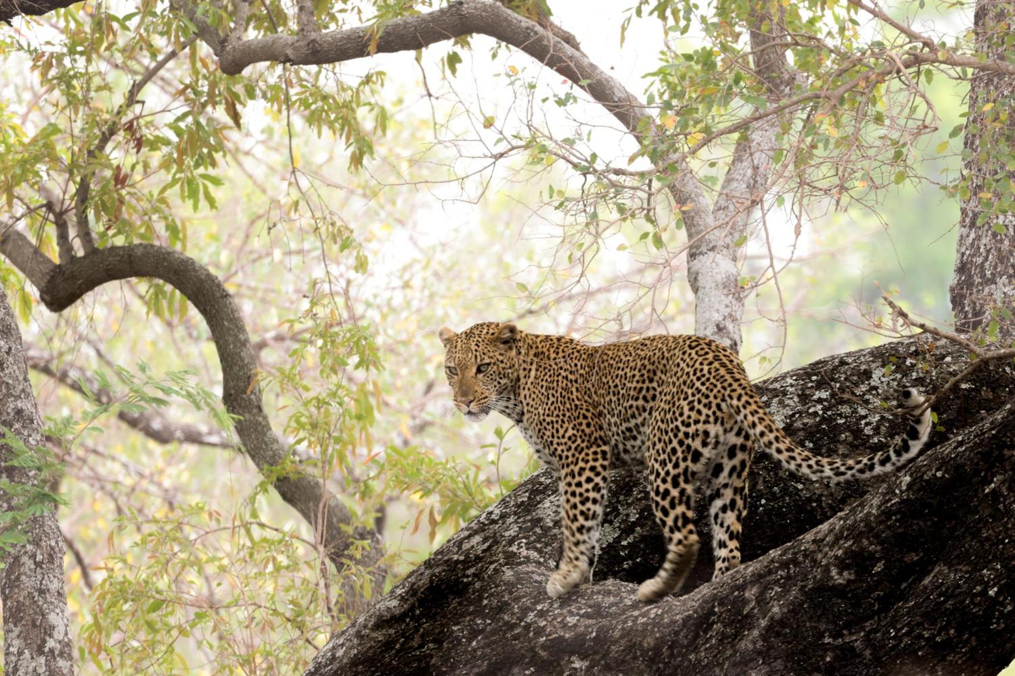 Karongwe Portfolio - Becks Safari Lodge Karongwe Game Reserve Ngoại thất bức ảnh