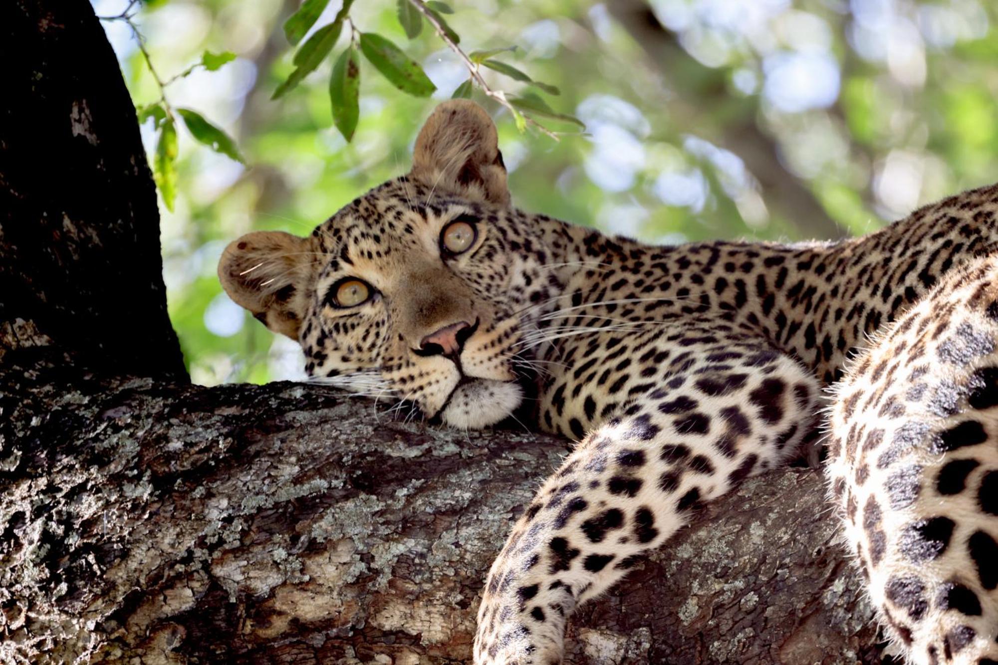 Karongwe Portfolio - Becks Safari Lodge Karongwe Game Reserve Ngoại thất bức ảnh