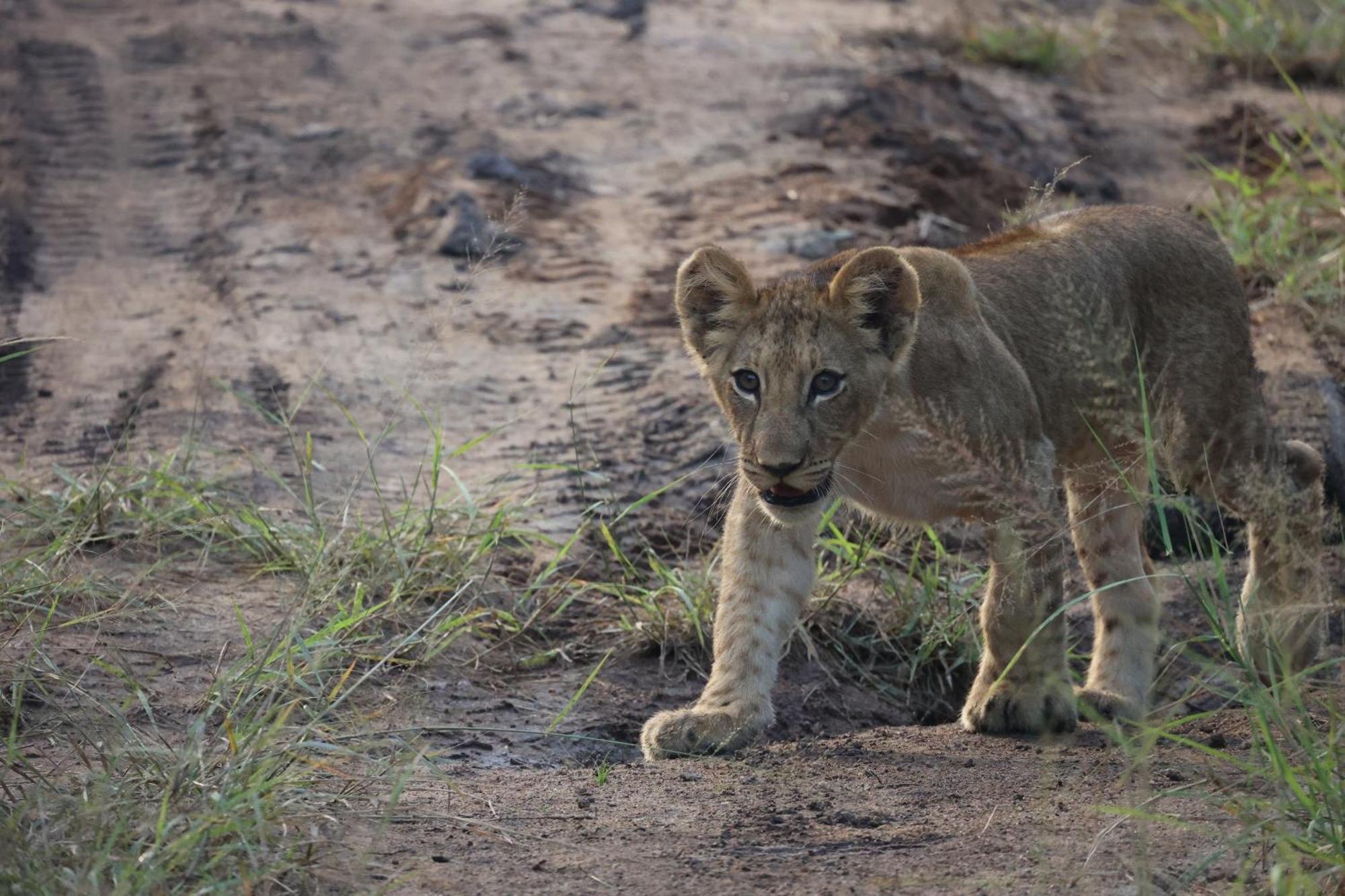 Karongwe Portfolio - Becks Safari Lodge Karongwe Game Reserve Ngoại thất bức ảnh