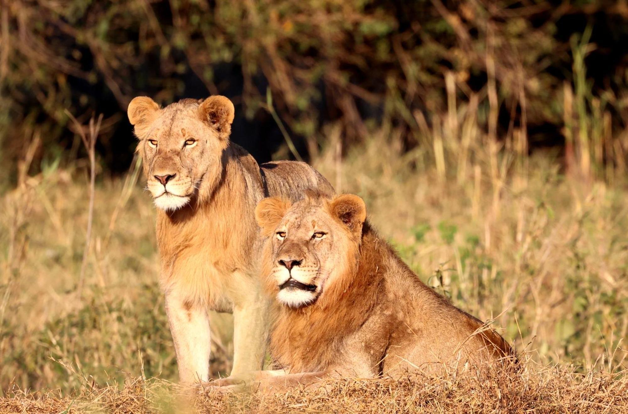 Karongwe Portfolio - Becks Safari Lodge Karongwe Game Reserve Ngoại thất bức ảnh