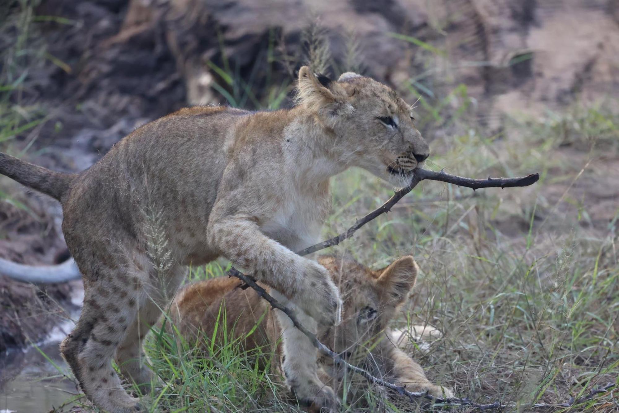 Karongwe Portfolio - Becks Safari Lodge Karongwe Game Reserve Ngoại thất bức ảnh