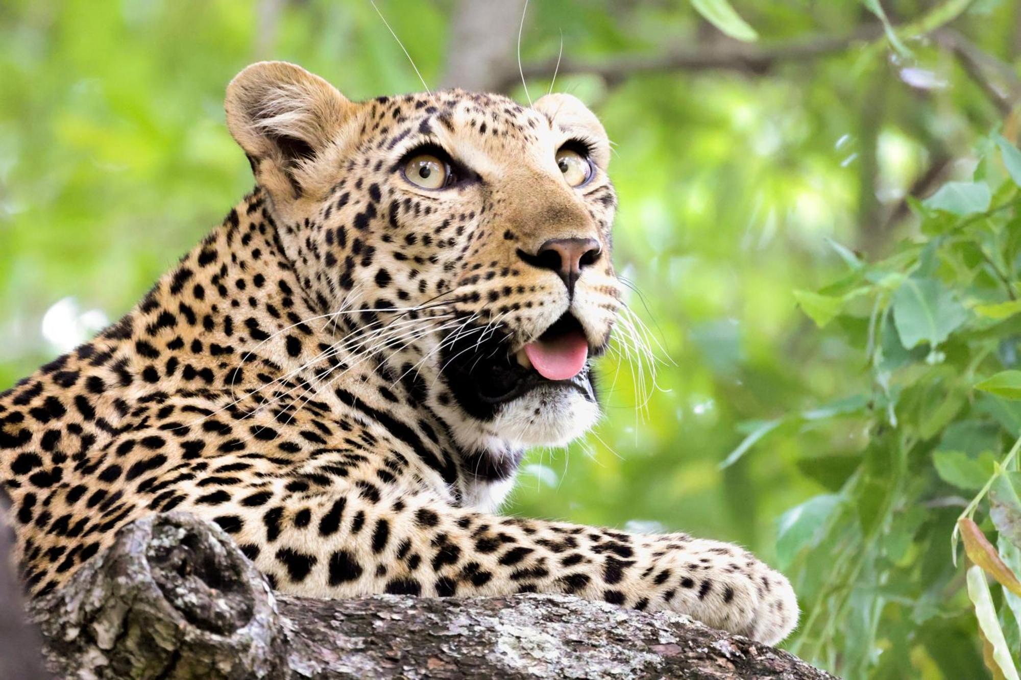 Karongwe Portfolio - Becks Safari Lodge Karongwe Game Reserve Ngoại thất bức ảnh